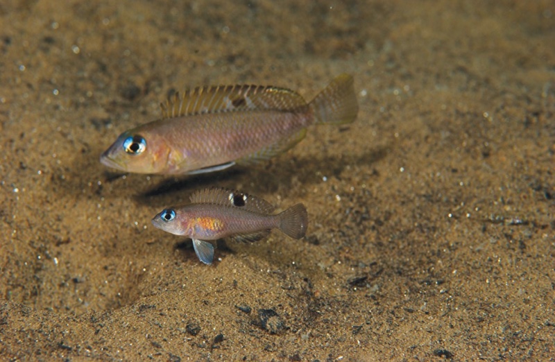 Lamprologus kungweensis 'Kiriza'